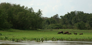 Capibaras